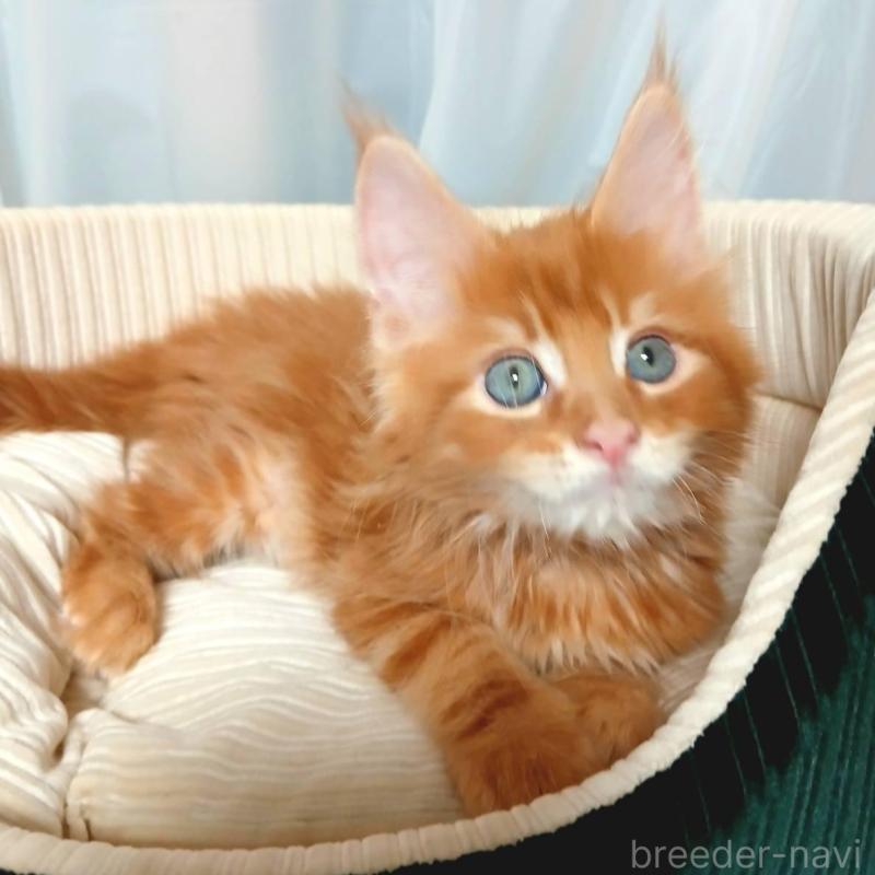 販売中の栃木県のメインクーン-136894の3枚目