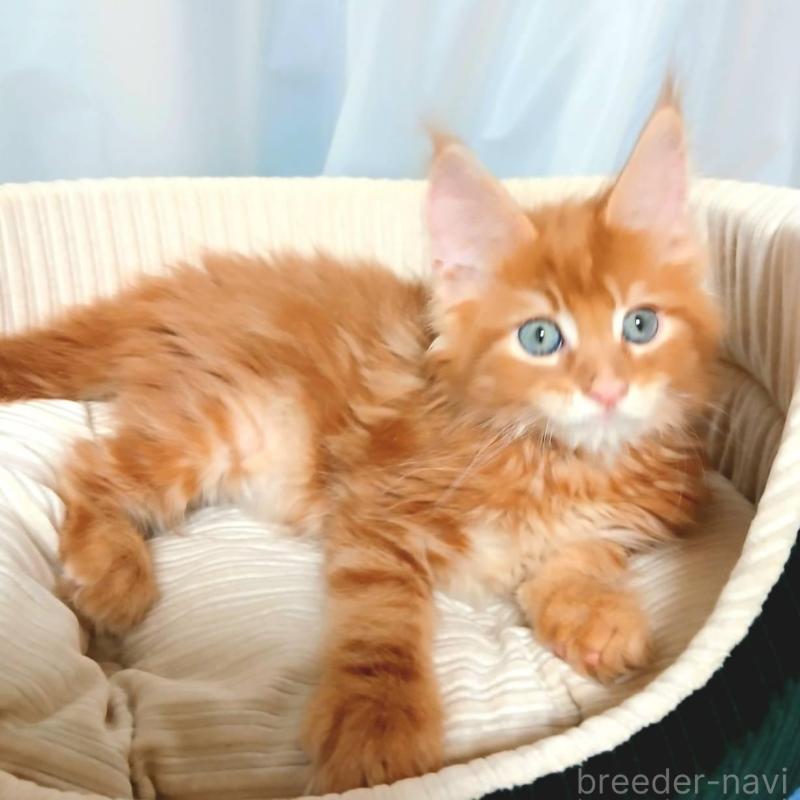 販売中の栃木県のメインクーン-136894の2枚目