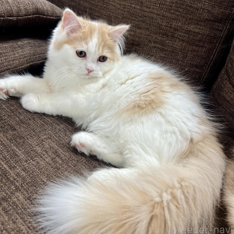 販売中の三重県のスコティッシュフォールド-129919の13枚目