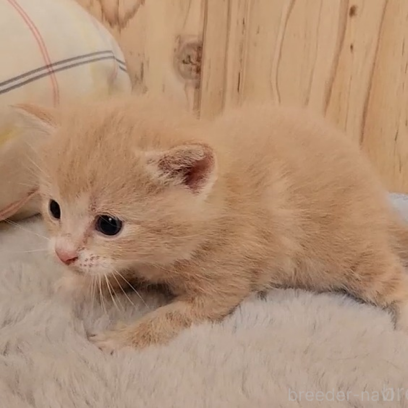 販売中の奈良県のマンチカン-136897の2枚目