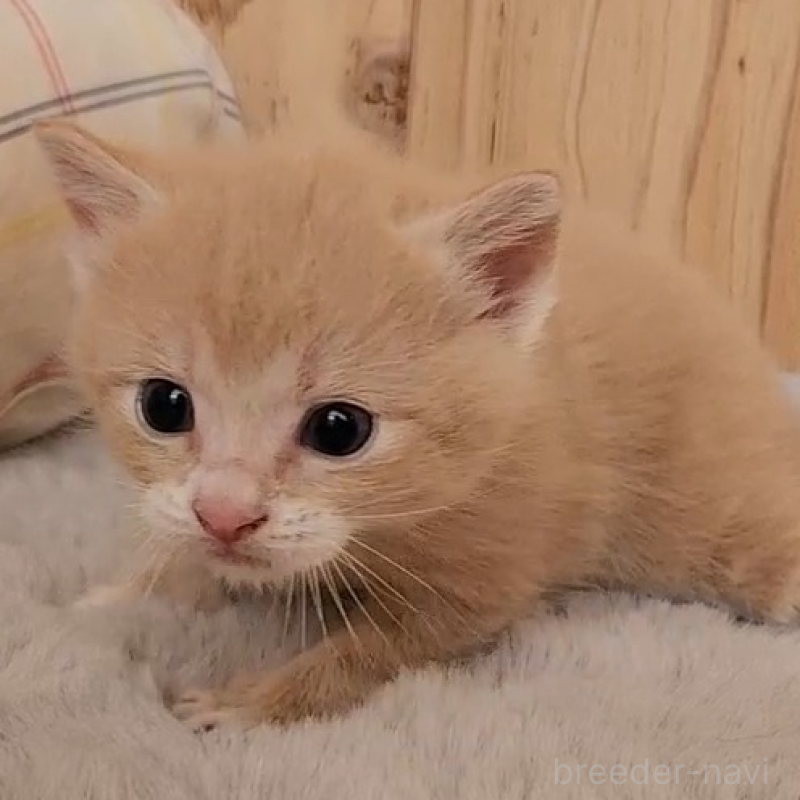 販売中の奈良県のマンチカン-136897