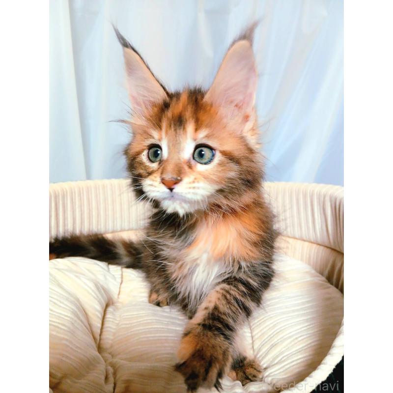 販売中の栃木県のメインクーン-136896の7枚目