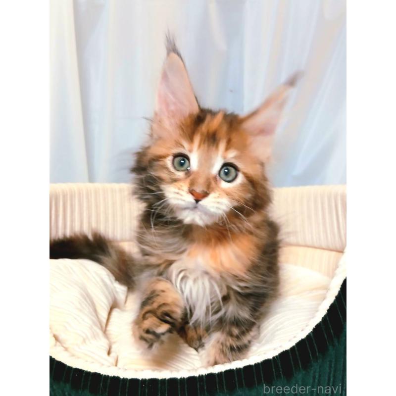 販売中の栃木県のメインクーン-136896の6枚目