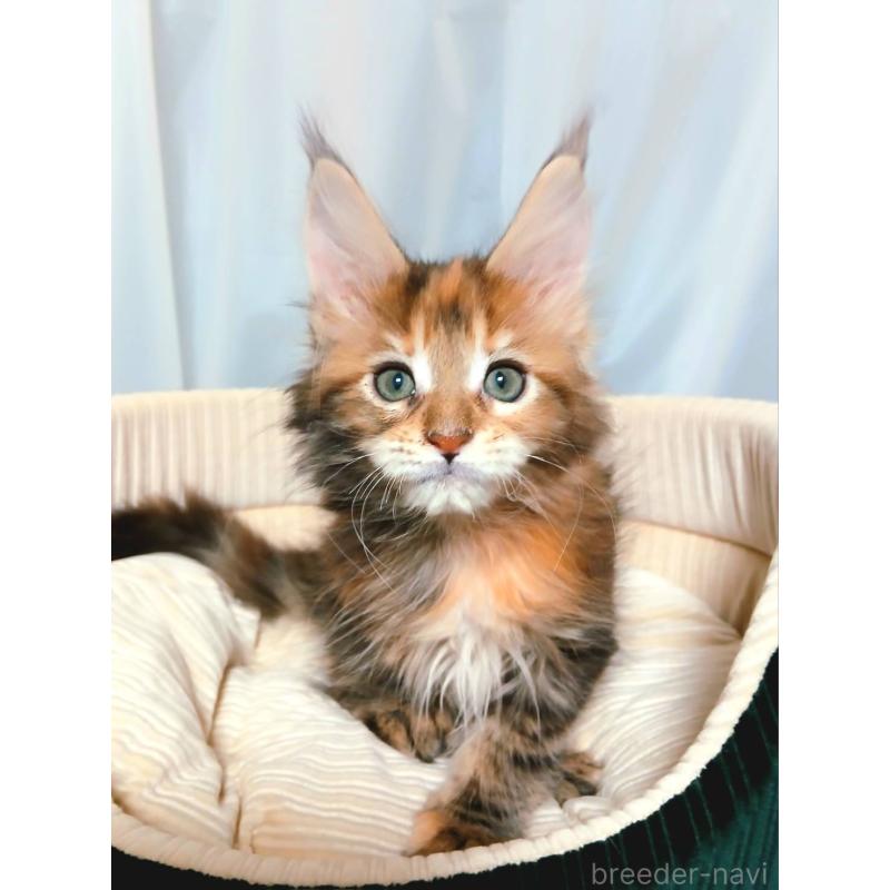 販売中の栃木県のメインクーン-136896の5枚目