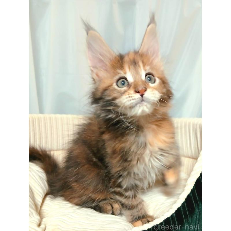 販売中の栃木県のメインクーン-136896の4枚目