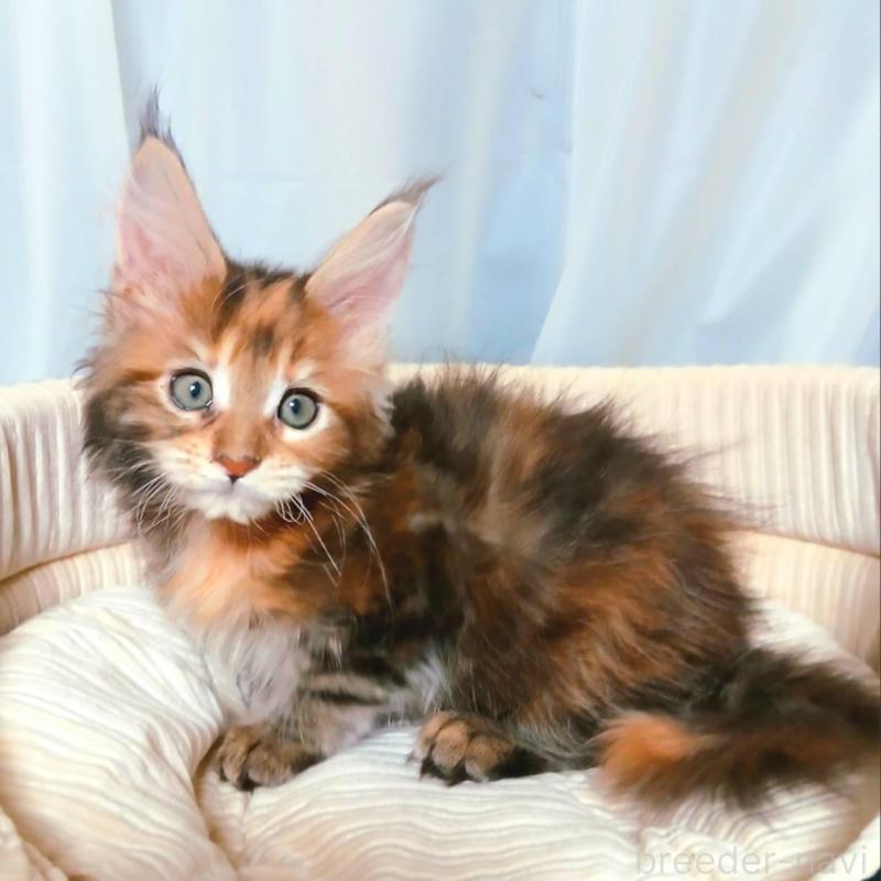 販売中の栃木県のメインクーン-136896