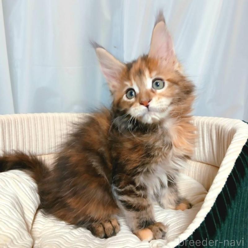 販売中の栃木県のメインクーン-136896の2枚目