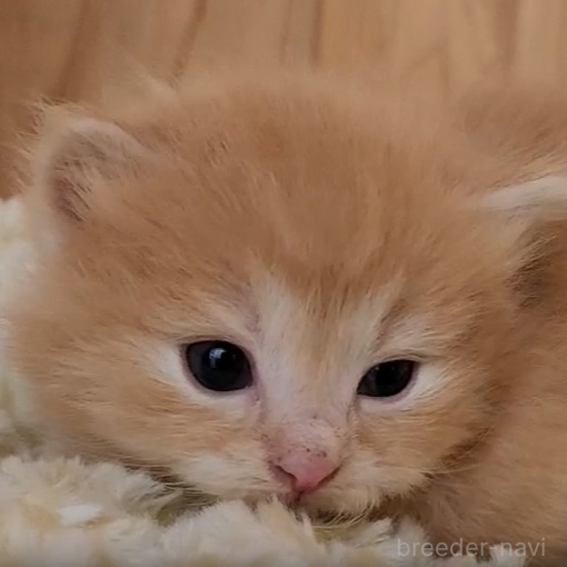 販売中の奈良県のマンチカン(短足)-136898