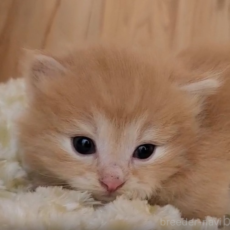 販売中の奈良県のマンチカン(短足)-136898の2枚目