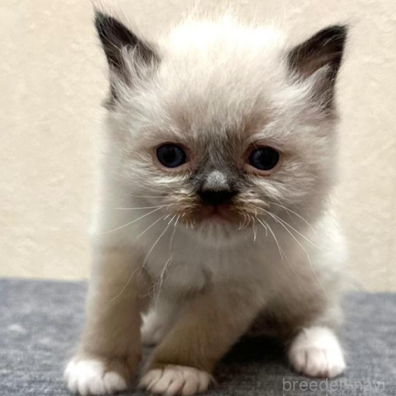 販売中の千葉県のラグドール-136899の1枚目