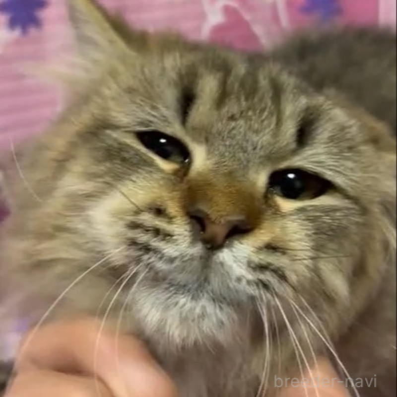 販売中の大阪府のサイベリアン-136900の2枚目