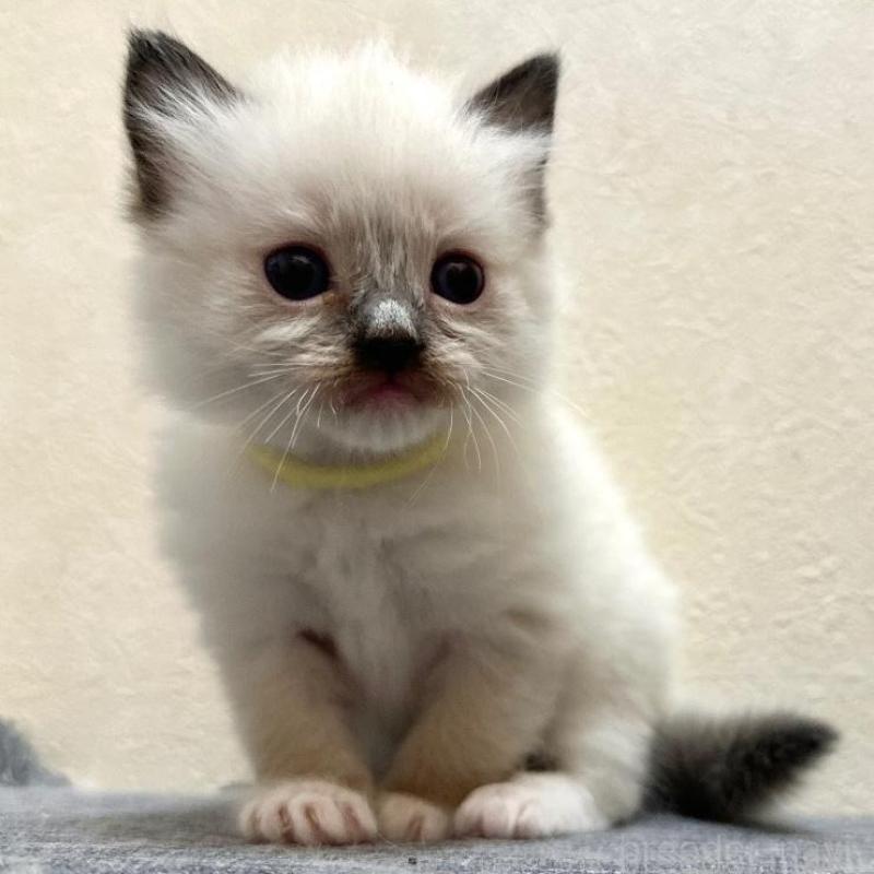 販売中の千葉県のラグドール-136902