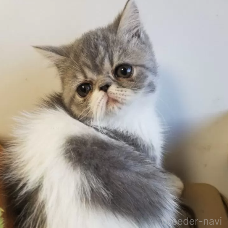 販売中の京都府のエキゾチックショートヘア-136903