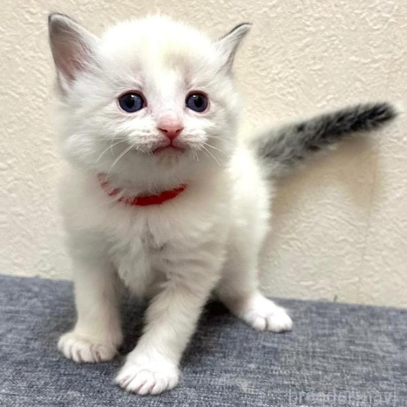 販売中の千葉県のラグドール-136904の1枚目