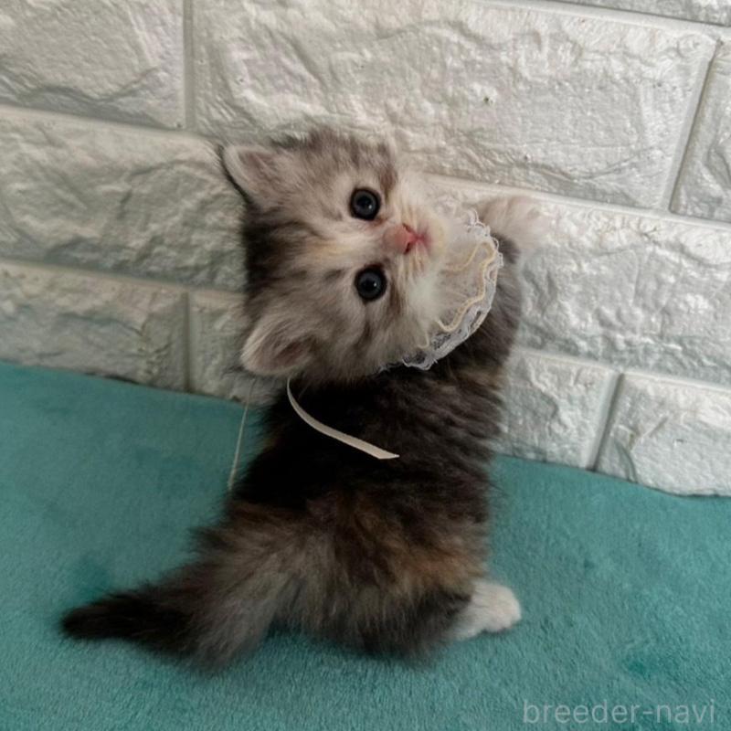 販売中の千葉県のミヌエット(短足)-136907の1枚目