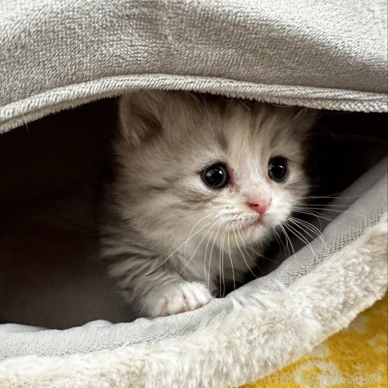 販売中の千葉県のミヌエット(短足)-136907の5枚目