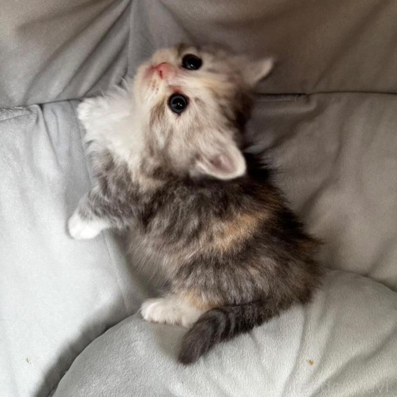 販売中の千葉県のミヌエット(短足)-136907の4枚目