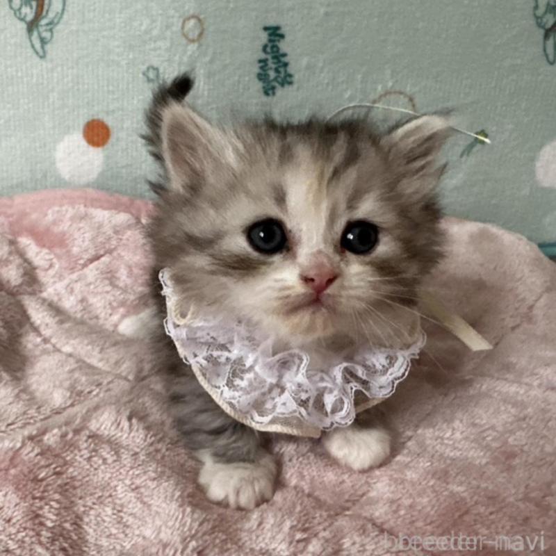 販売中の千葉県のミヌエット(短足)-136907の2枚目