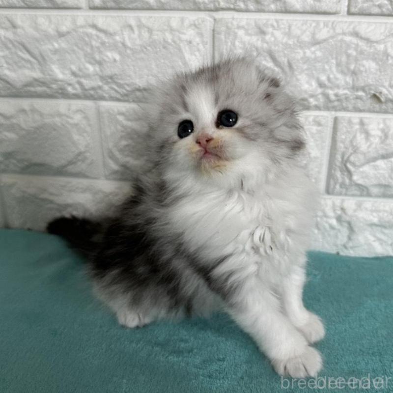 販売中の千葉県のミヌエット-136911