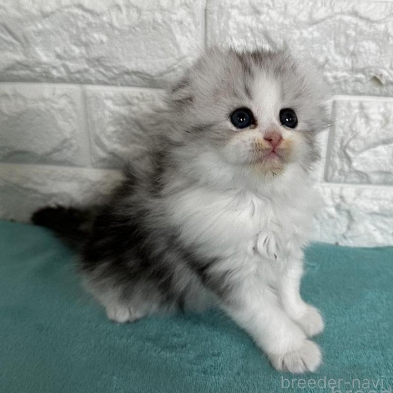 販売中の千葉県のミヌエット-136911の5枚目