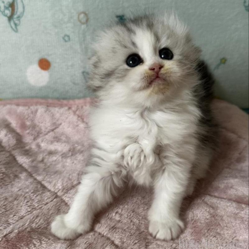 販売中の千葉県のミヌエット-136911の4枚目