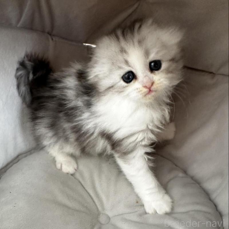 販売中の千葉県のミヌエット-136911の2枚目