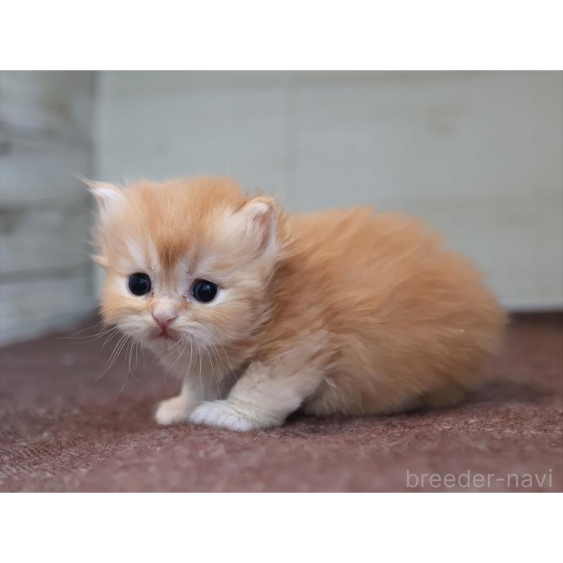 販売中の愛知県のブリティッシュロングヘア-136916の10枚目