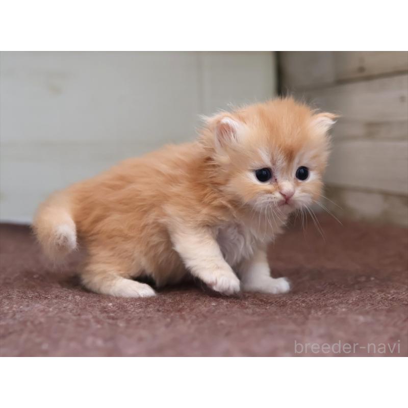 販売中の愛知県のブリティッシュロングヘア-136916の9枚目