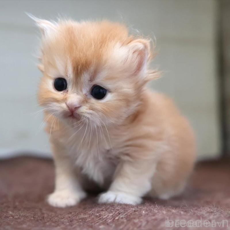 販売中の愛知県のブリティッシュロングヘア-136916の8枚目