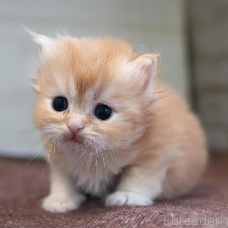 販売中の愛知県のブリティッシュロングヘア-136916の7枚目