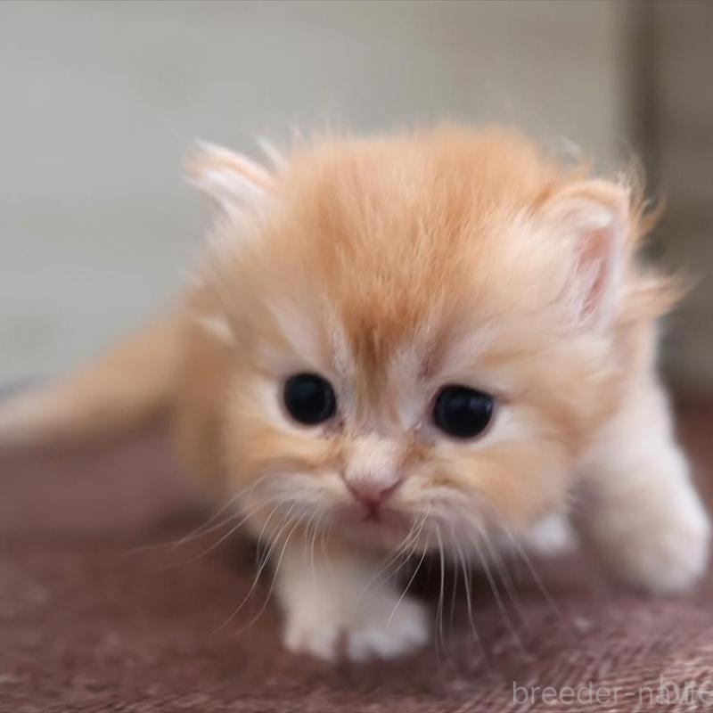 販売中の愛知県のブリティッシュロングヘア-136916の5枚目