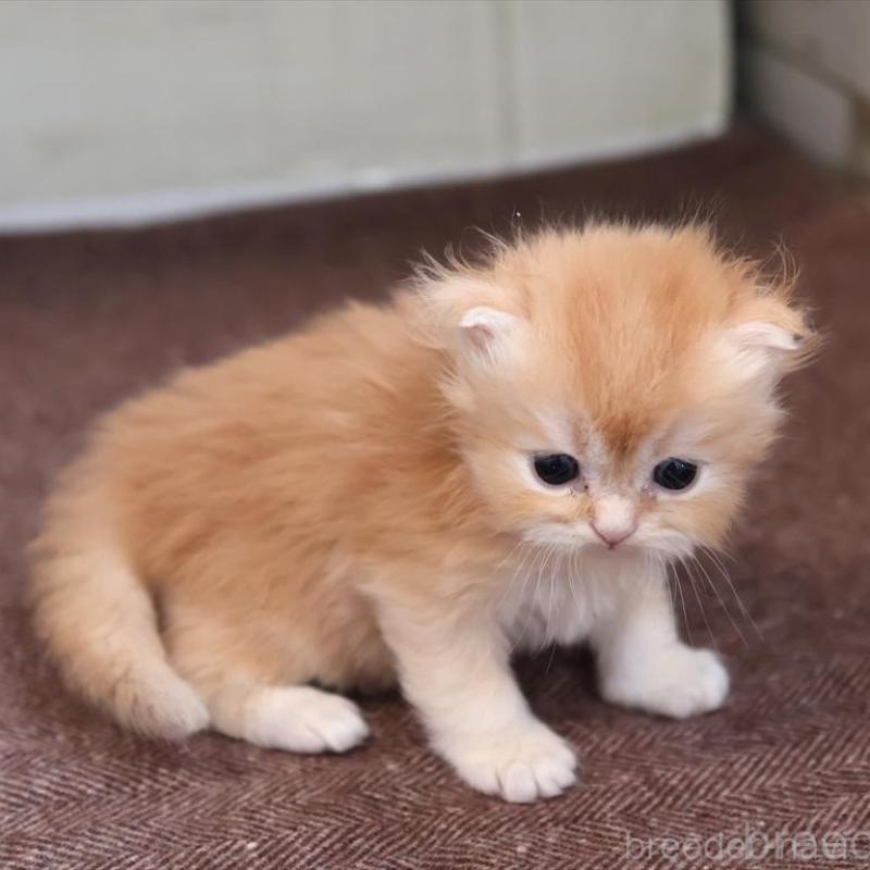 販売中の愛知県のブリティッシュロングヘア-136916の4枚目