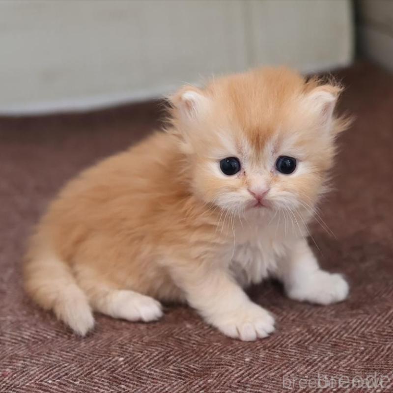 販売中の愛知県のブリティッシュロングヘア-136916