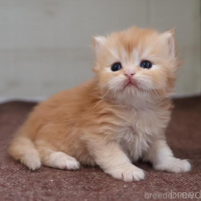 販売中の愛知県のブリティッシュロングヘア-136916の2枚目