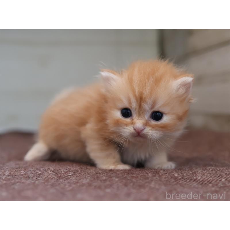 販売中の愛知県のブリティッシュロングヘア-136917の8枚目