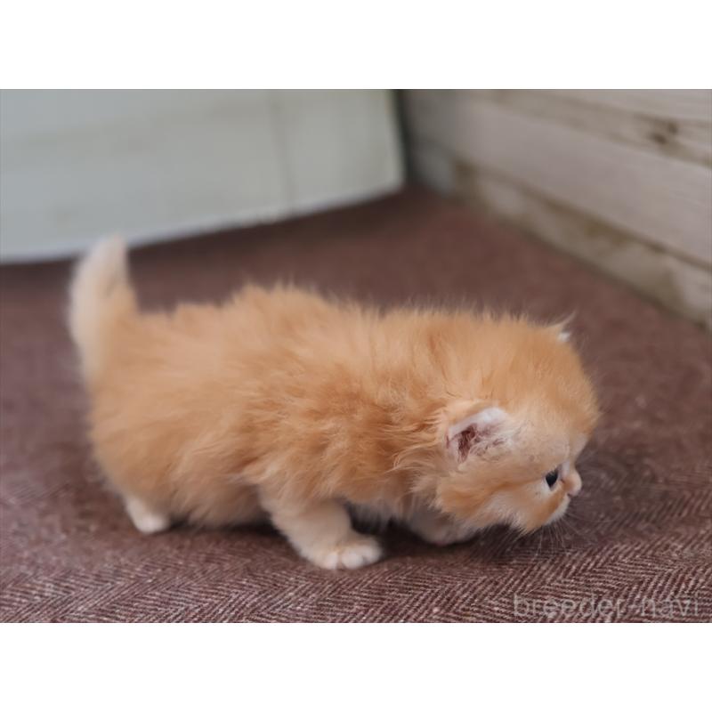 販売中の愛知県のブリティッシュロングヘア-136917の7枚目