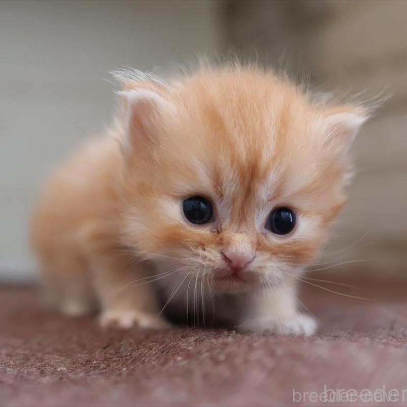 販売中の愛知県のブリティッシュロングヘア-136917の6枚目