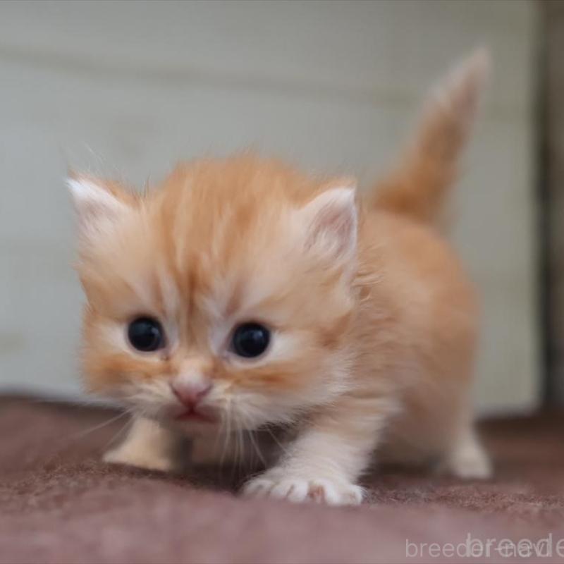 販売中の愛知県のブリティッシュロングヘア-136917の5枚目