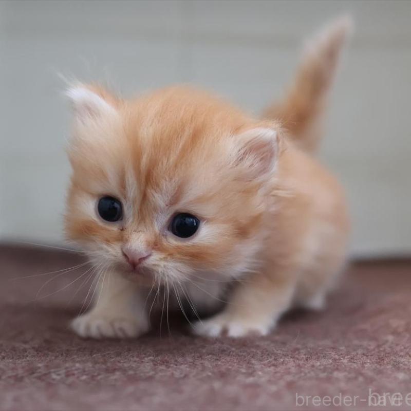 販売中の愛知県のブリティッシュロングヘア-136917の4枚目