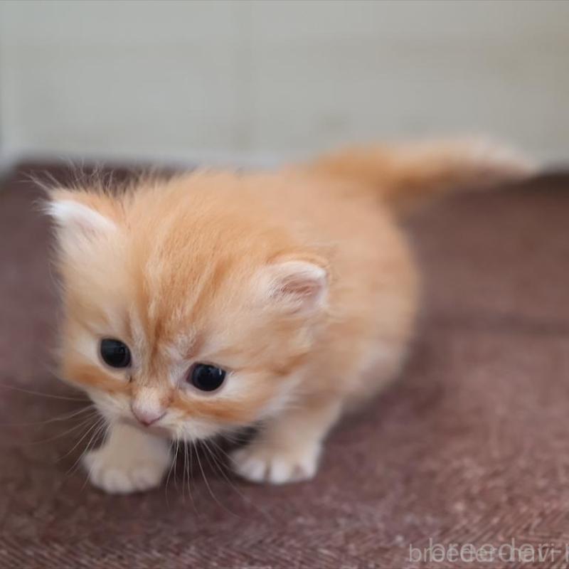 販売中の愛知県のブリティッシュロングヘア-136917の3枚目