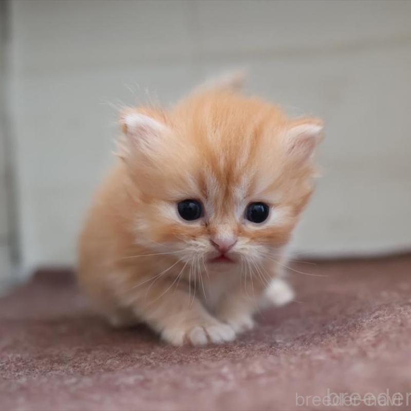 販売中の愛知県のブリティッシュロングヘア-136917の2枚目