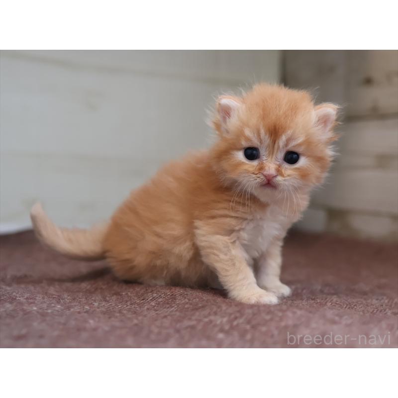 販売中の愛知県のブリティッシュロングヘア-136918の11枚目