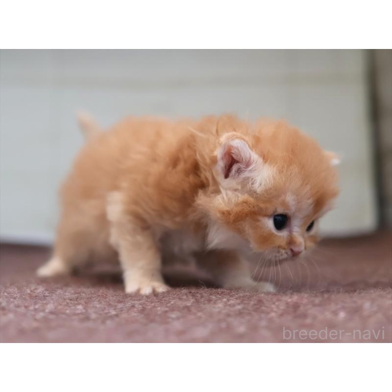 販売中の愛知県のブリティッシュロングヘア-136918の10枚目