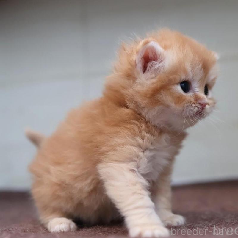 販売中の愛知県のブリティッシュロングヘア-136918の9枚目