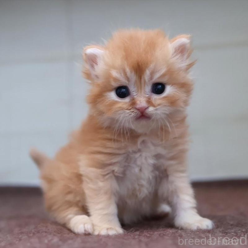 販売中の愛知県のブリティッシュロングヘア-136918の8枚目