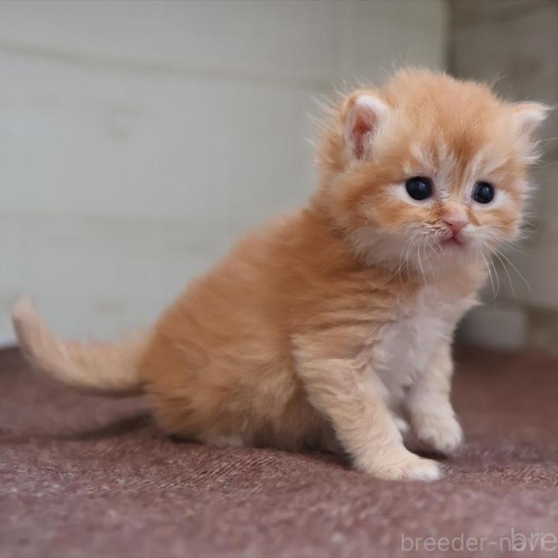 販売中の愛知県のブリティッシュロングヘア-136918の7枚目