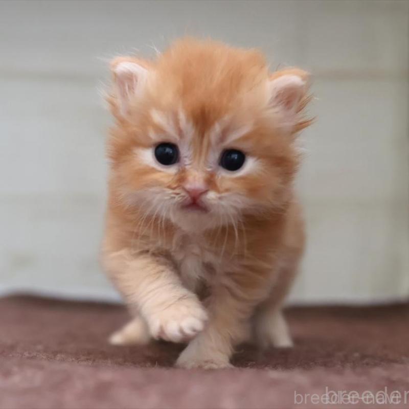 販売中の愛知県のブリティッシュロングヘア-136918の6枚目