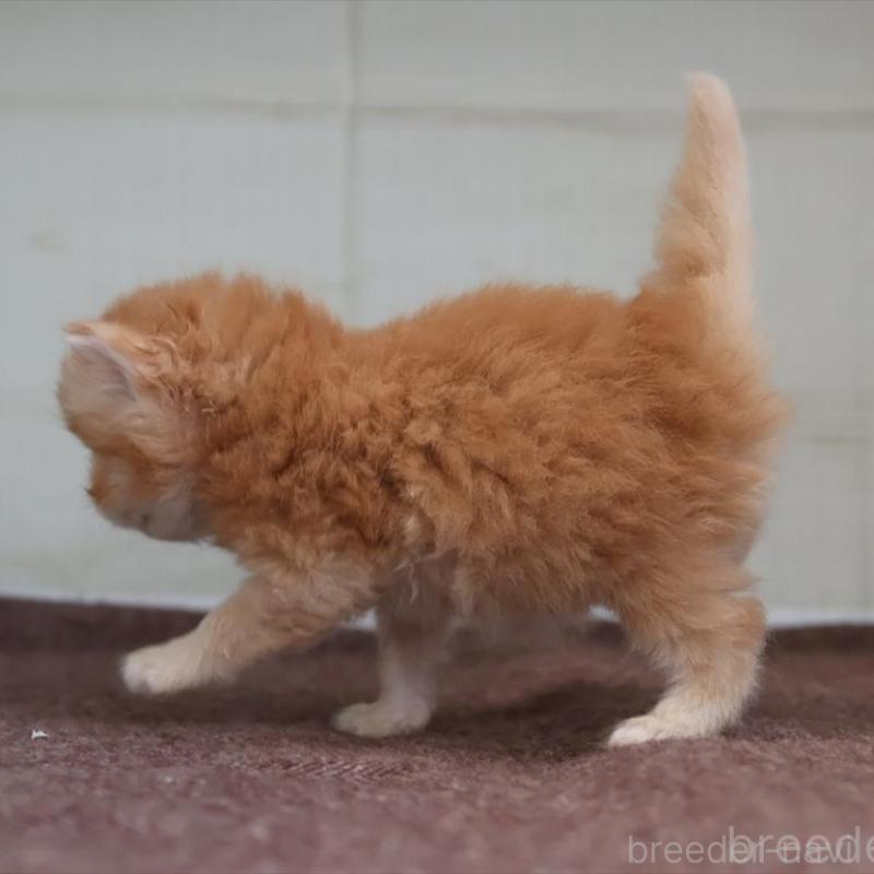 販売中の愛知県のブリティッシュロングヘア-136918の5枚目