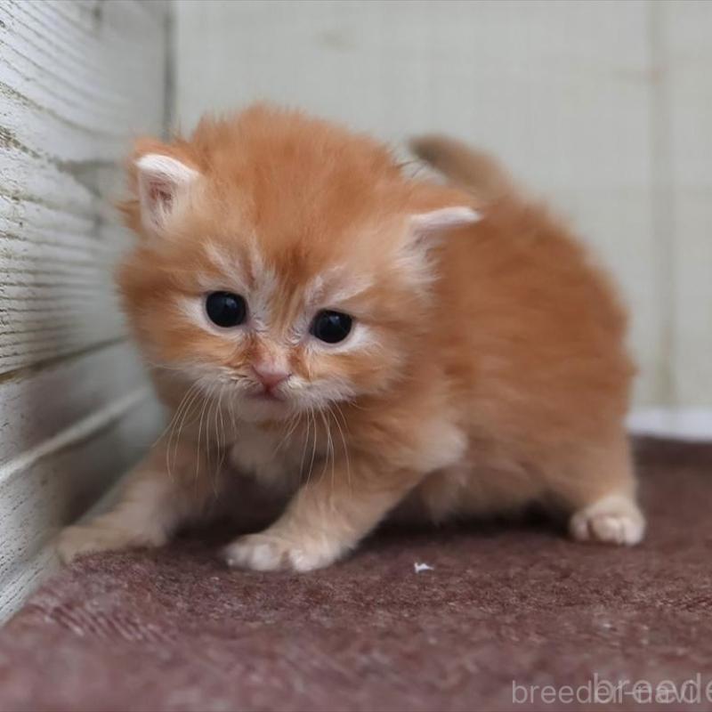 販売中の愛知県のブリティッシュロングヘア-136918の4枚目