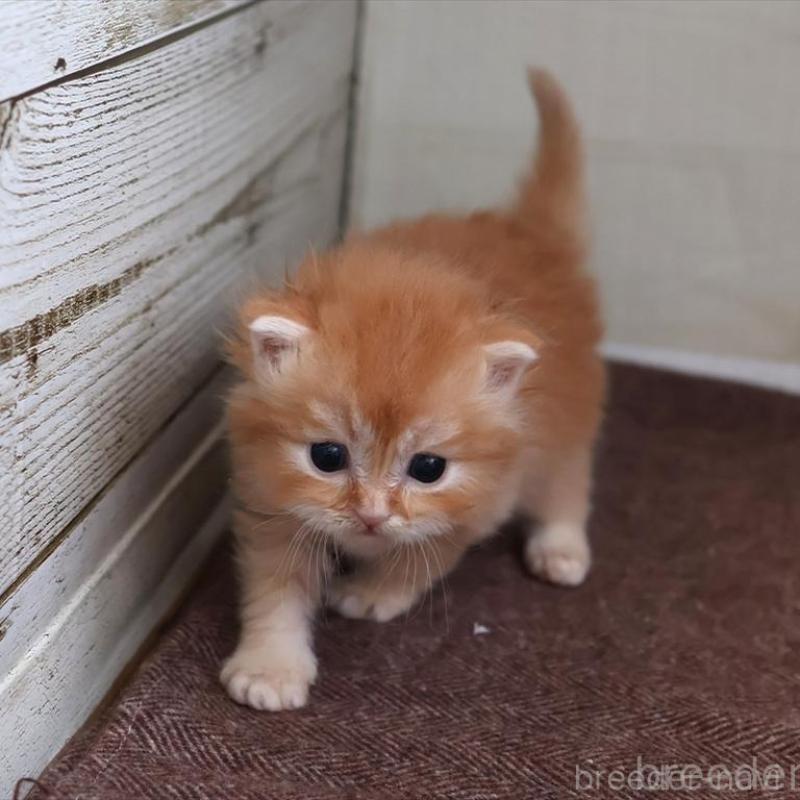 販売中の愛知県のブリティッシュロングヘア-136918の3枚目